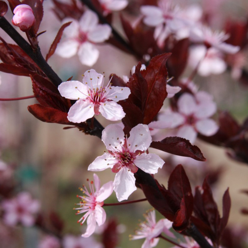 Plant | Plum, Purple Pony